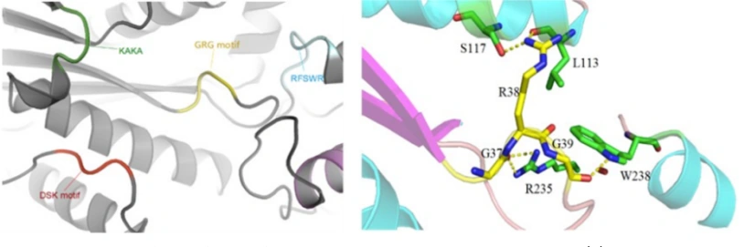 RNase H2 · Structural views of the conserved motif