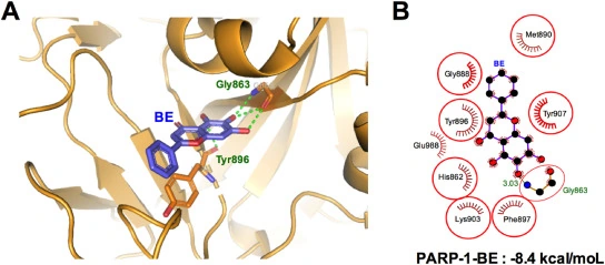 Baicalein · Molecular interactions