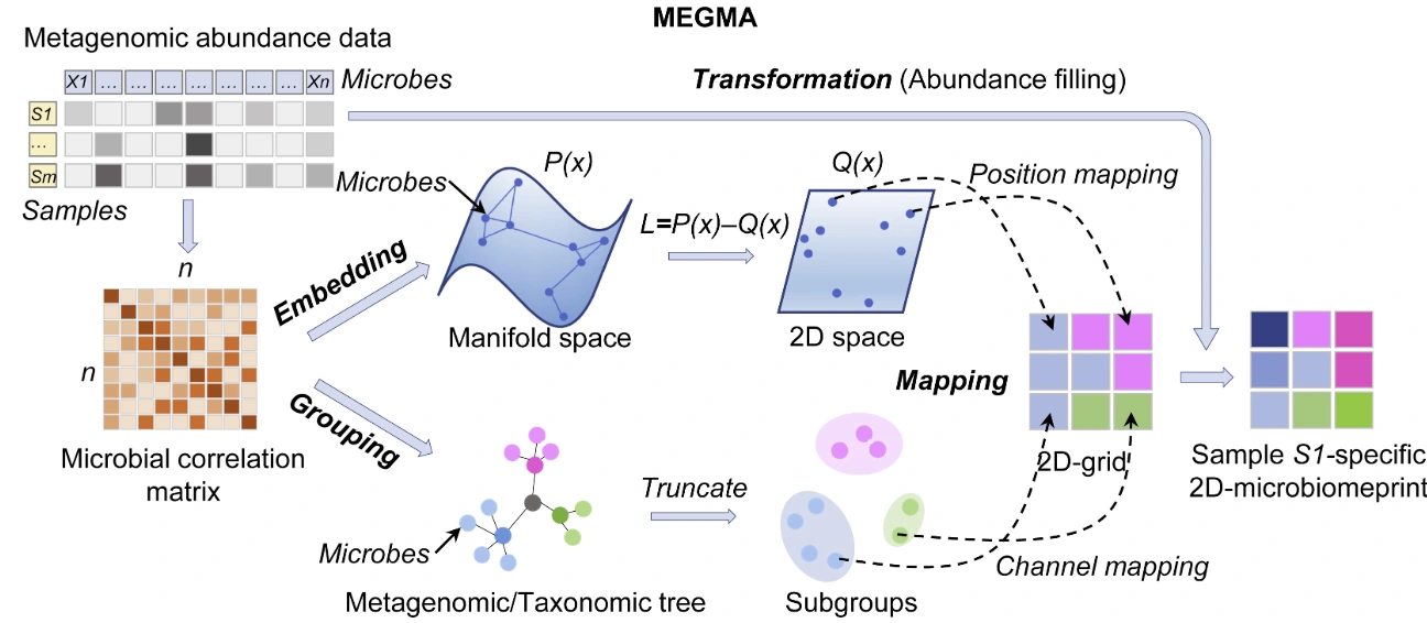 MEGMA · From microbial abundance profiles to structured feature maps