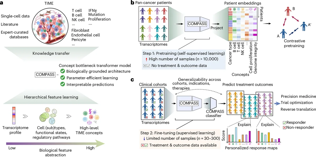 COMPASS paper: biological concepts and immunotherapy response prediction